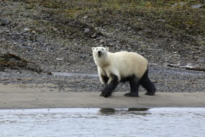 Пришла ПОРА экологического образования в Арктике